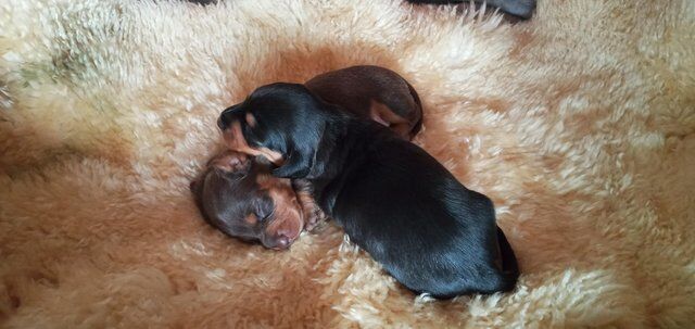 Miniature dachshund puppies. Ready in 7 weeks for sale in Peterborough, Cambridgeshire