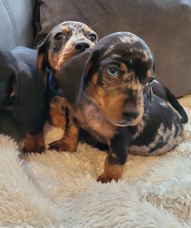 Miniature dachshund puppies ready now for sale in Oakwood, Enfield, Greater London - Image 2