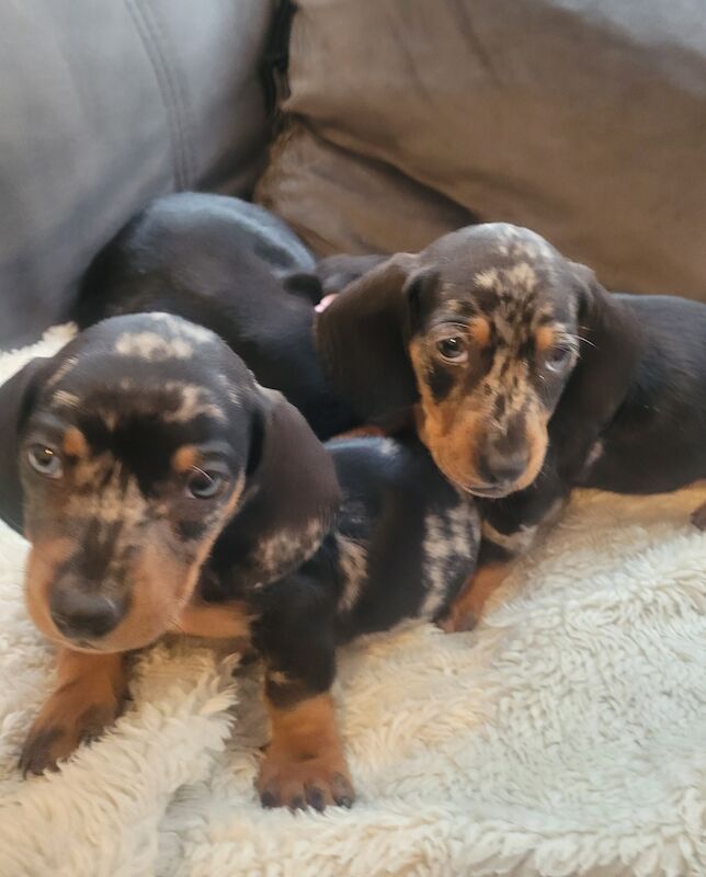 Miniature dachshund puppies ready now for sale in Oakwood, Enfield, Greater London - Image 3