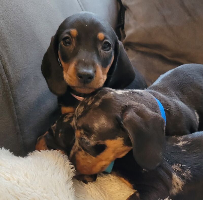 Miniature dachshund puppies ready now for sale in Oakwood, Enfield, Greater London - Image 1