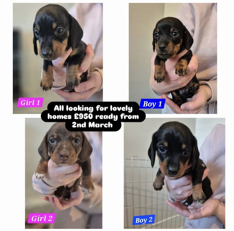 Miniature Dachshund Puppies Smooth haired for sale in Chester, Cheshire