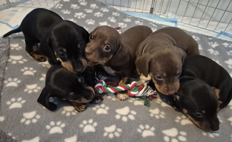 Miniature Dachshund Puppies Smooth haired for sale in Chester, Cheshire - Image 3