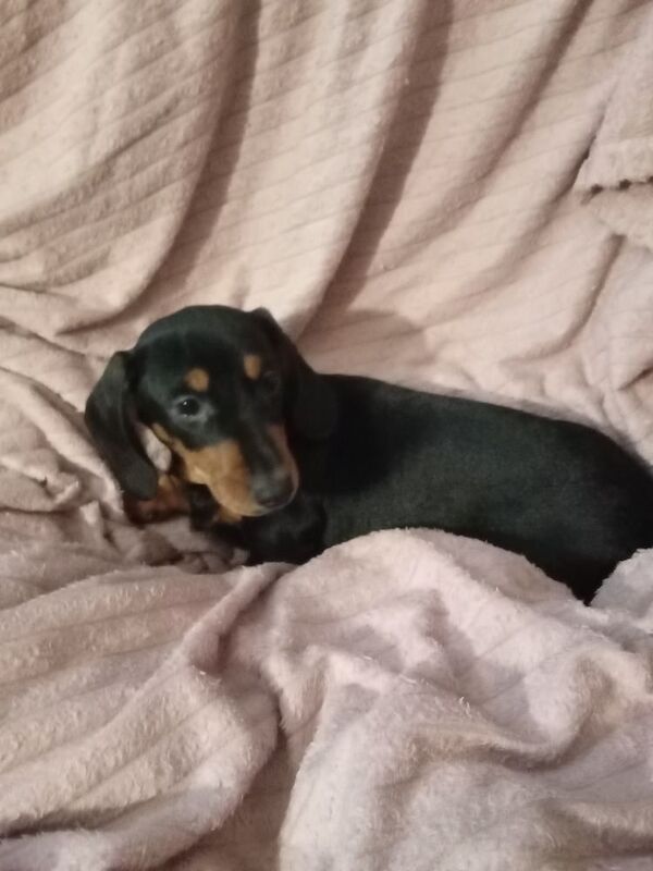 Miniature Dachshund puppy for sale in Milford Haven/Aberdaugleddau, Pembrokeshire - Image 2