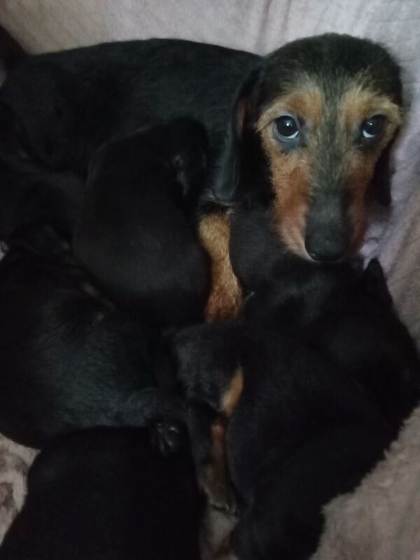 Miniature Dachshund puppy for sale in Milford Haven/Aberdaugleddau, Pembrokeshire - Image 3