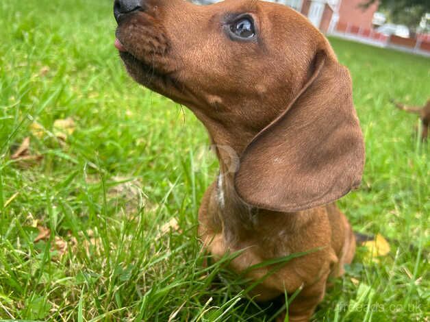 Miniature dachshund puppy for sale in Chester, Cheshire