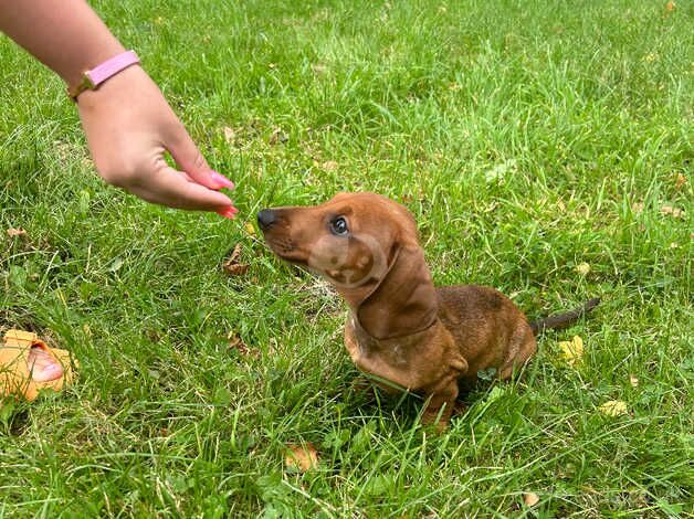 Miniature dachshund puppy for sale in Chester, Cheshire - Image 2