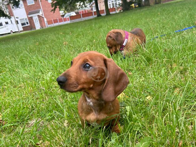 Miniature dachshund puppy for sale in Chester, Cheshire - Image 3