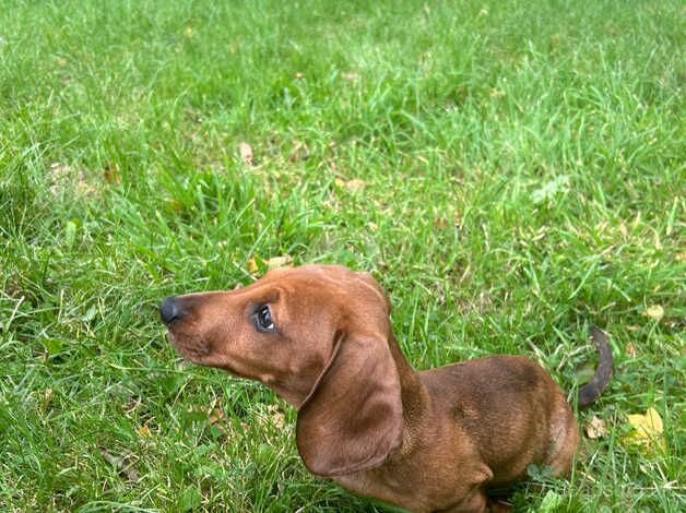 Miniature dachshund puppy for sale in Chester, Cheshire - Image 4