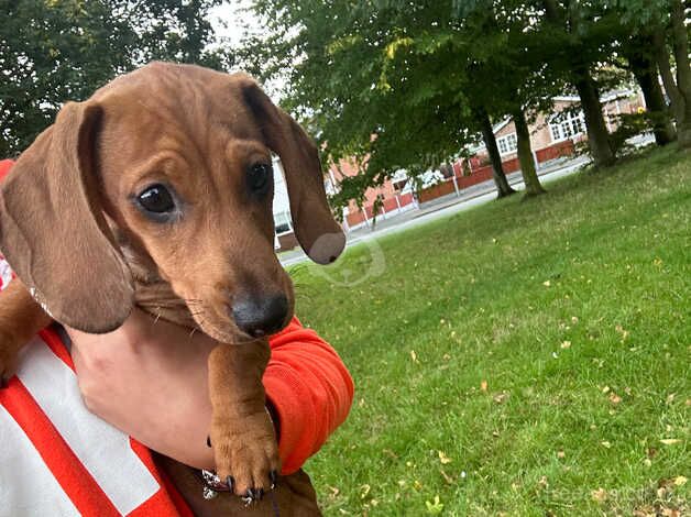 Miniature dachshund puppy for sale in Chester, Cheshire - Image 5