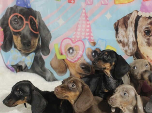 Miniature dachshund puppy s ready to leave now 8 weeks for sale in Aberdeen, Aberdeen City