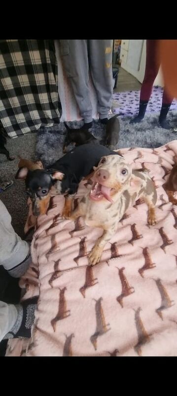 Miniature dachshund puppys for sale in Bicester, Oxfordshire