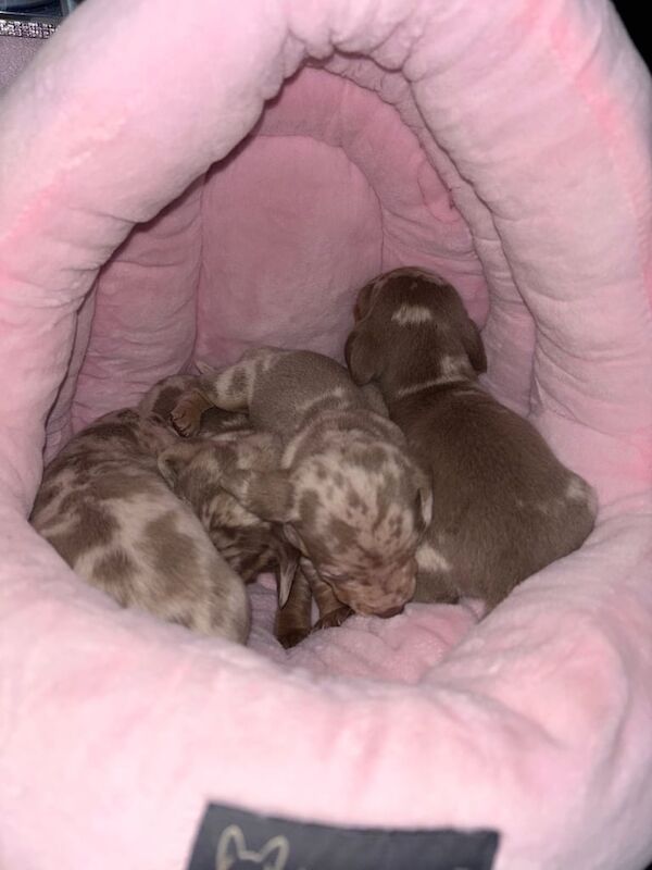 Miniature dachshund puppy's for sale in Mapperley, Nottinghamshire