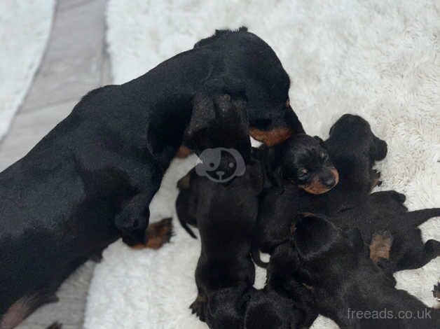 Miniature Dachshund puppy's for sale in Cardiff/Caerdydd, Cardiff