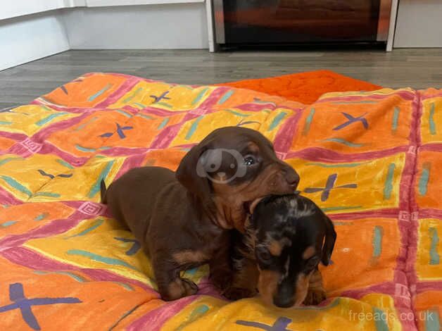 Miniature dachshund puppy's for sale in Llanelli, Carmarthenshire - Image 1