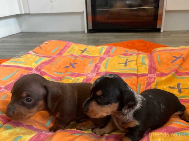 Dachshunds for sale in Llanelli, Carmarthenshire