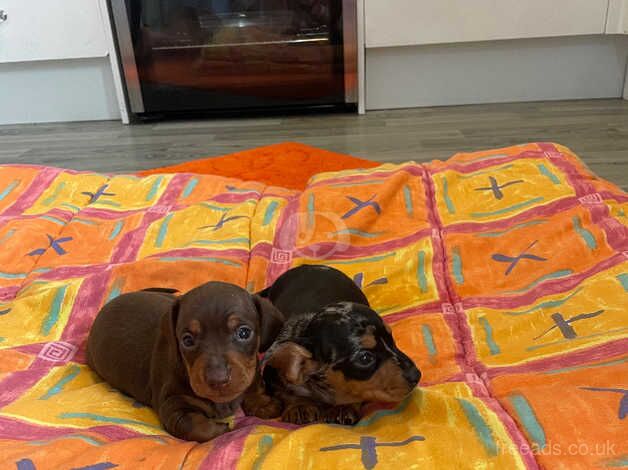 Miniature dachshund puppy's for sale in Llanelli, Carmarthenshire - Image 3