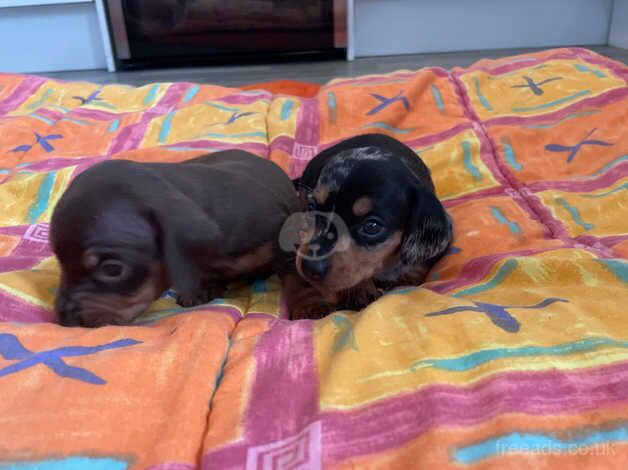 Miniature dachshund puppy's for sale in Llanelli, Carmarthenshire - Image 4