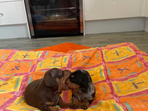 Miniature dachshund puppy's for sale in Llanelli, Carmarthenshire - Image 5