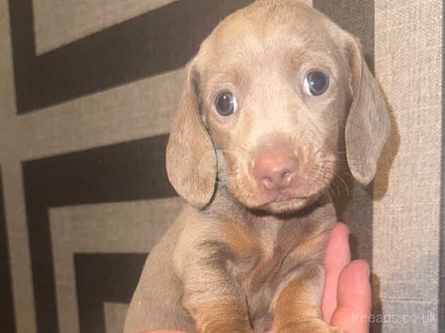 MINIATURE DACHSHUND PUPPYS for sale in St Helen's, South Yorkshire