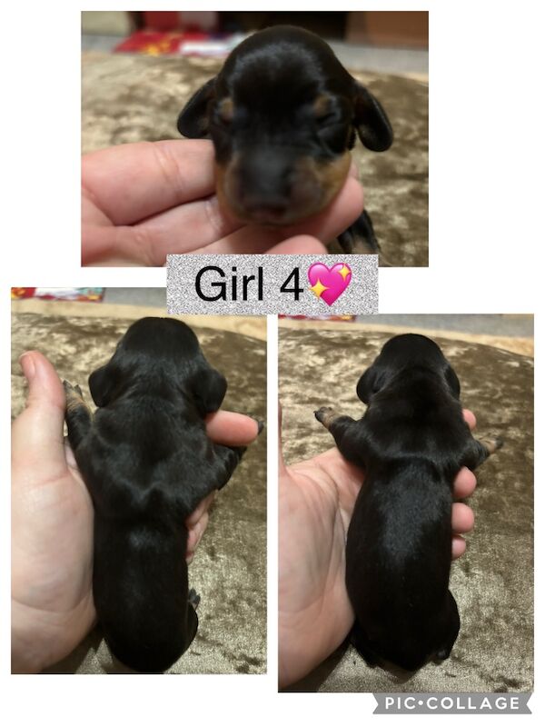 Miniature dachshund puppy's not ready till Christmas for sale in South Yorkshire - Image 2