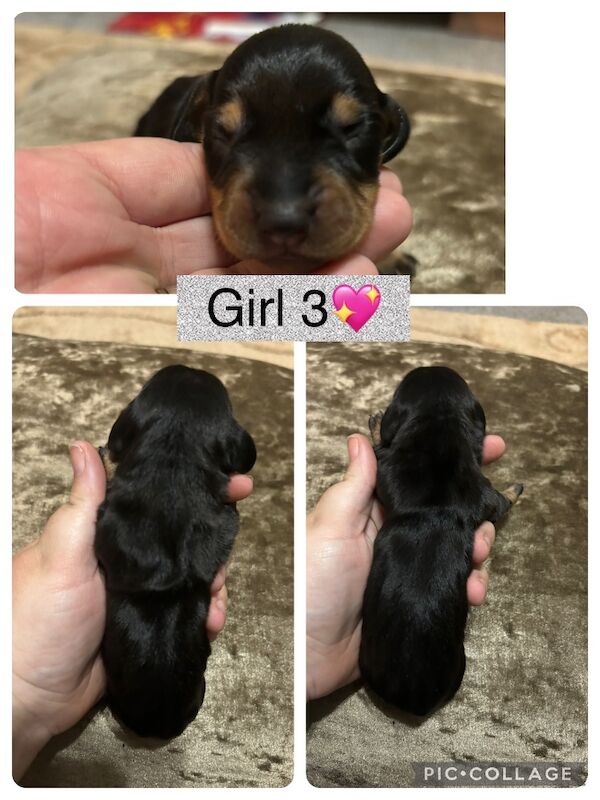 Miniature dachshund puppy's not ready till Christmas for sale in South Yorkshire - Image 8