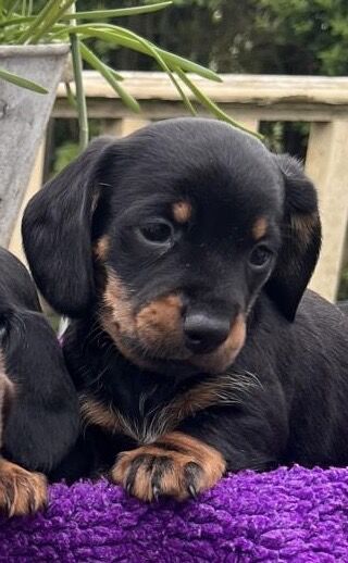 Miniature Dachshund Pups for sale in Wisbech, Cambridgeshire