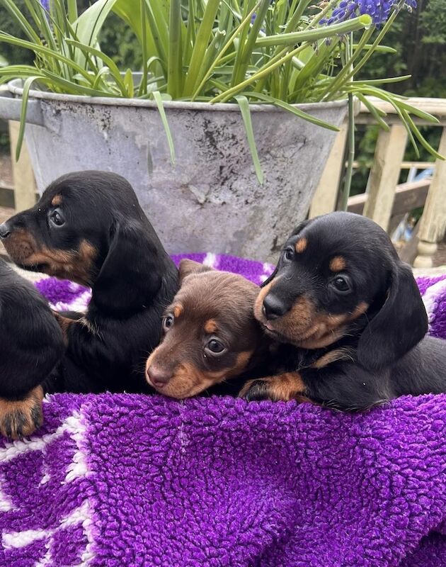 Dachshunds for sale in Wisbech, Cambridgeshire