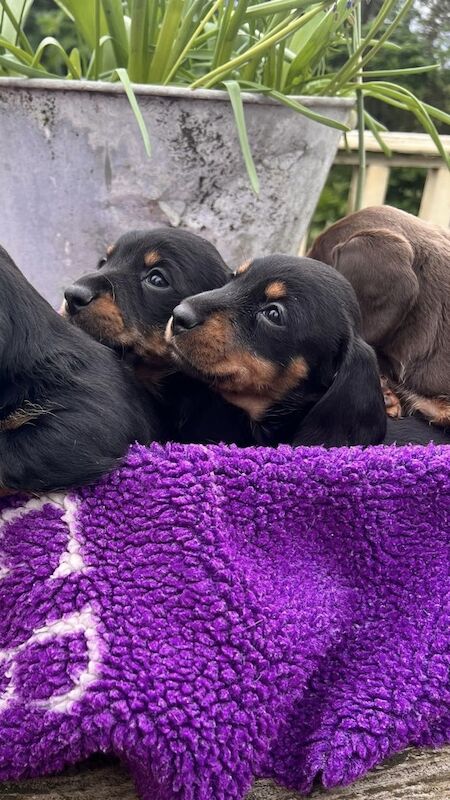 Dachshund Puppies for sale in Cambridgeshire