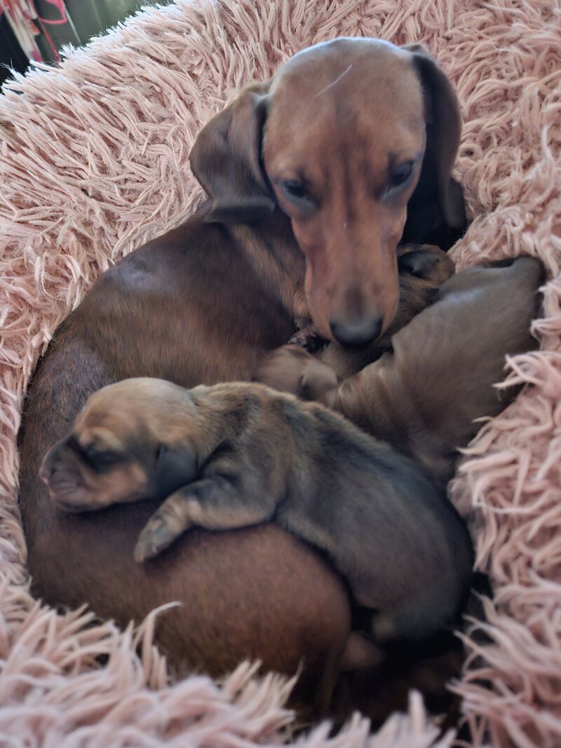 ONLY 2 LEFT £900 Miniature dachshund pups for sale in Kilmarnock, East Ayrshire