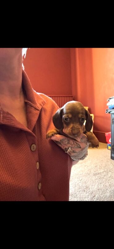 Miniature Dachshund pups for sale in Wisbech, Cambridgeshire - Image 1