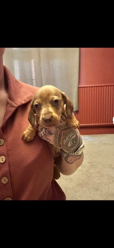 Miniature Dachshund pups for sale in Wisbech, Cambridgeshire - Image 3