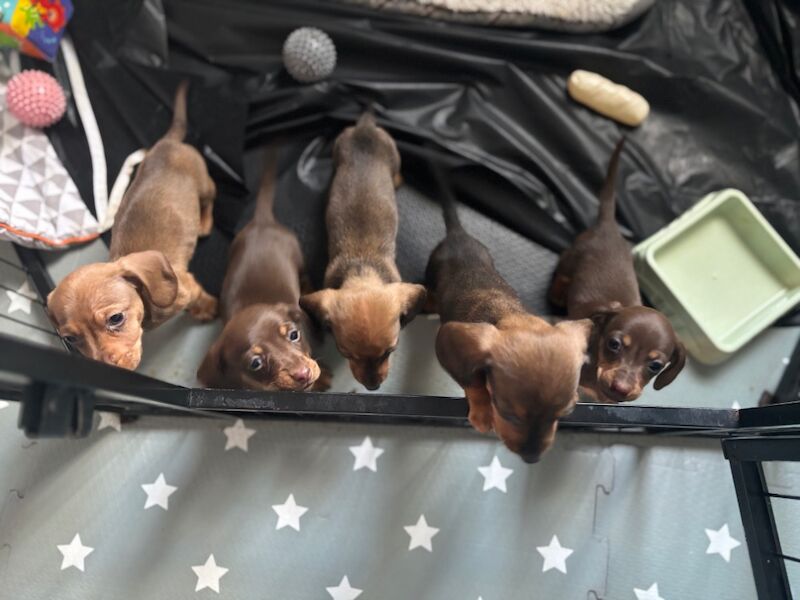 Miniature Dachshund pups for sale in Wisbech, Cambridgeshire - Image 4