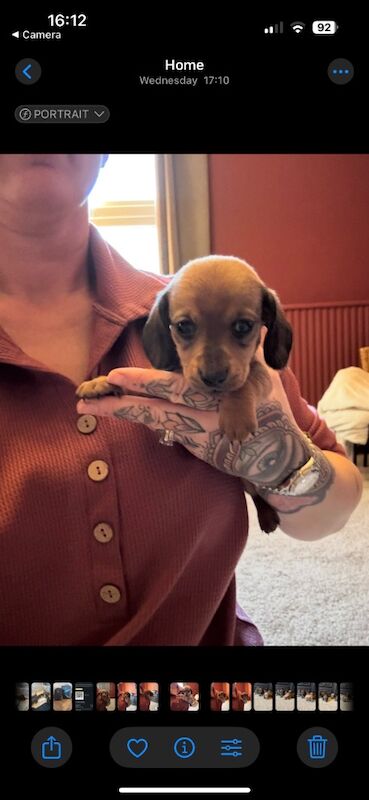 Miniature Dachshund pups for sale in Wisbech, Cambridgeshire - Image 5