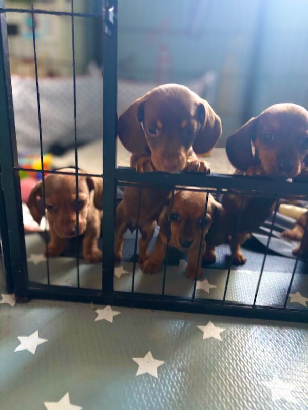 Miniature Dachshund pups for sale in Wisbech, Cambridgeshire - Image 6