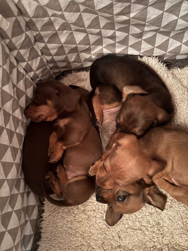 Miniature Dachshund pups for sale in Wisbech, Cambridgeshire - Image 7