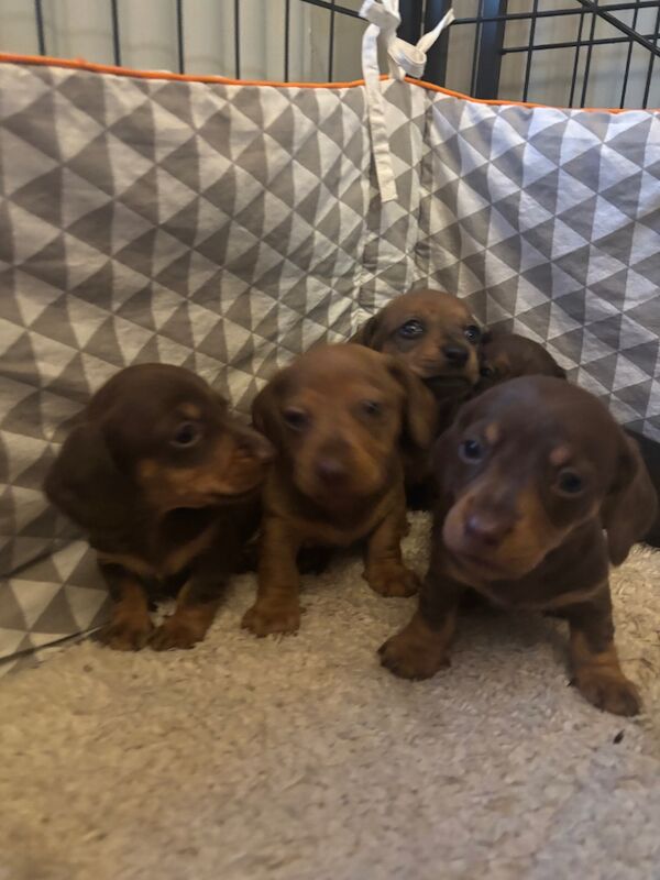 Miniature Dachshund pups for sale in Wisbech, Cambridgeshire - Image 9