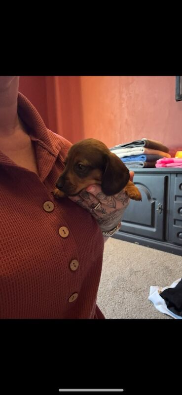 Miniature Dachshund pups for sale in Wisbech, Cambridgeshire - Image 10