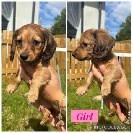 Miniature dachshund pups for sale in Teignmouth, Devon