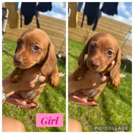Miniature dachshund pups for sale in Teignmouth, Devon - Image 3