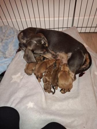 Miniature dachshund pups for sale in Teignmouth, Devon - Image 5