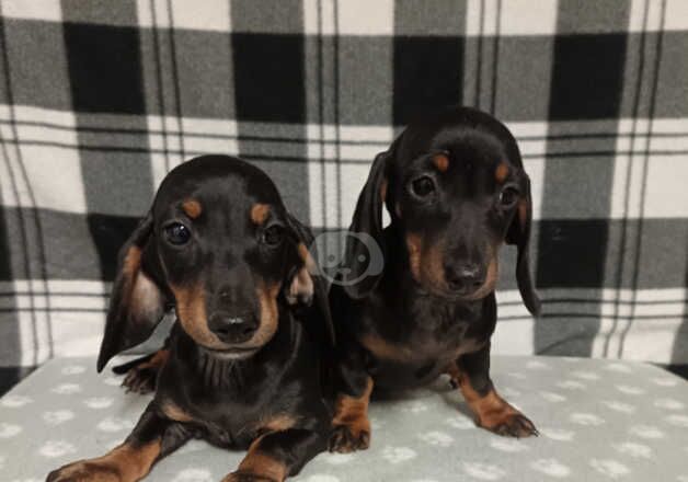 Miniature dachshund pups for sale in Derry, Derry