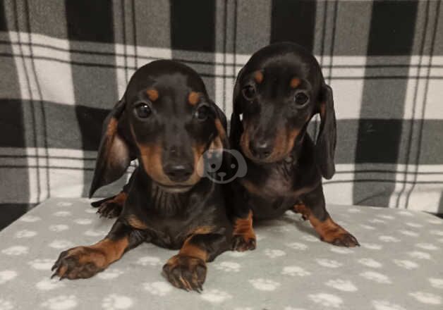 Miniature dachshund pups for sale in Derry, Derry - Image 2