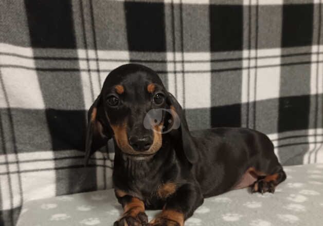 Miniature dachshund pups for sale in Derry, Derry - Image 3