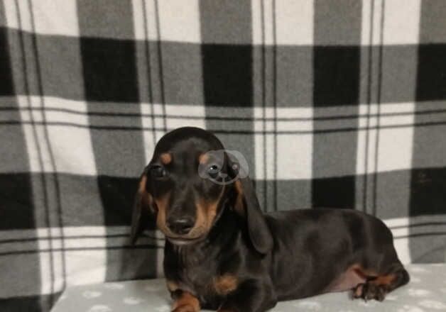 Miniature dachshund pups for sale in Derry, Derry - Image 4