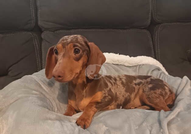 Miniature dachshund pups for sale in Derry, Derry - Image 5