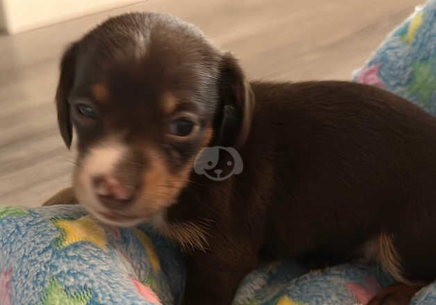 Miniature dachshund pups for sale in Wigston, Leicestershire - Image 2