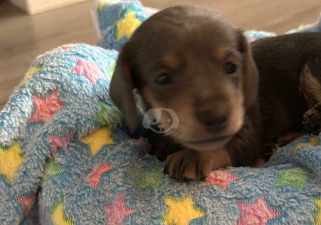 Miniature dachshund pups for sale in Wigston, Leicestershire - Image 3