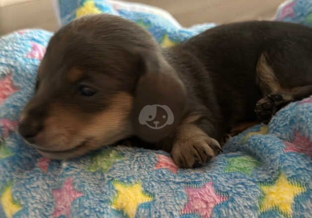 Miniature dachshund pups for sale in Wigston, Leicestershire - Image 4