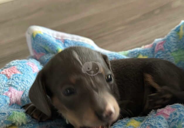 Miniature dachshund pups for sale in Wigston, Leicestershire - Image 5