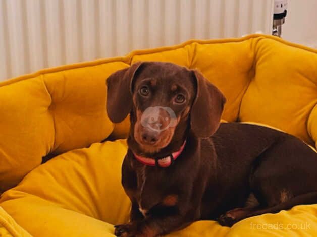 Miniature Dachshund seeking loving home for sale in Waterlooville, Hampshire